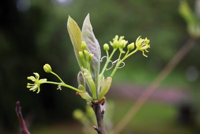 Sassafras albidum - sasafras lékařský - květ 1